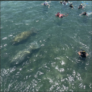 Snorkel with Manatees! Champion Snorkeling Tours